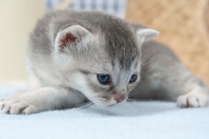 猫の1番安い・低価格の種類は?適正販売価格はいくら? ペットブログ